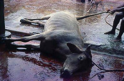 Série Bahia Antiga e Nova - Matadouro