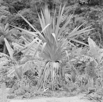 Flora, no Sítio Burle Marx