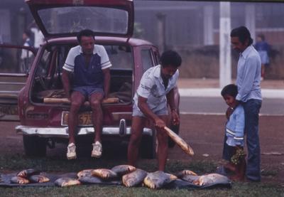 Comerciante de peixe