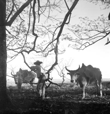 Vaqueiro - Ilha Mexiana