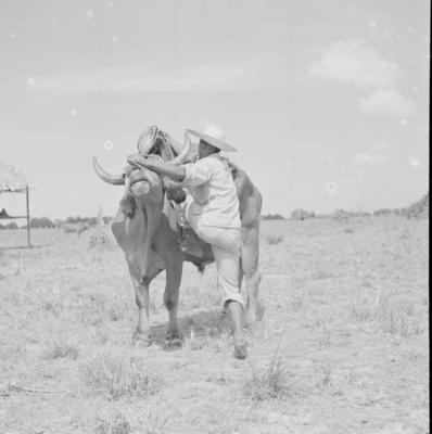 Vaqueiro - Ilha Mexiana