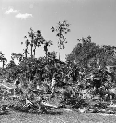 Extração e produção da Carnaúba