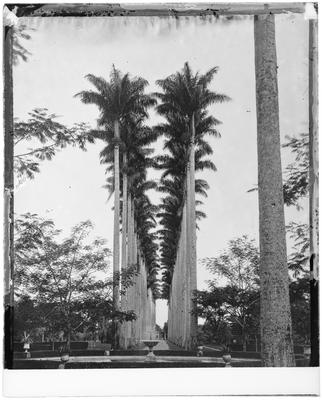 Alameda de Palmeiras