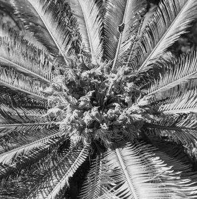 Flora no Sítio Burle Marx