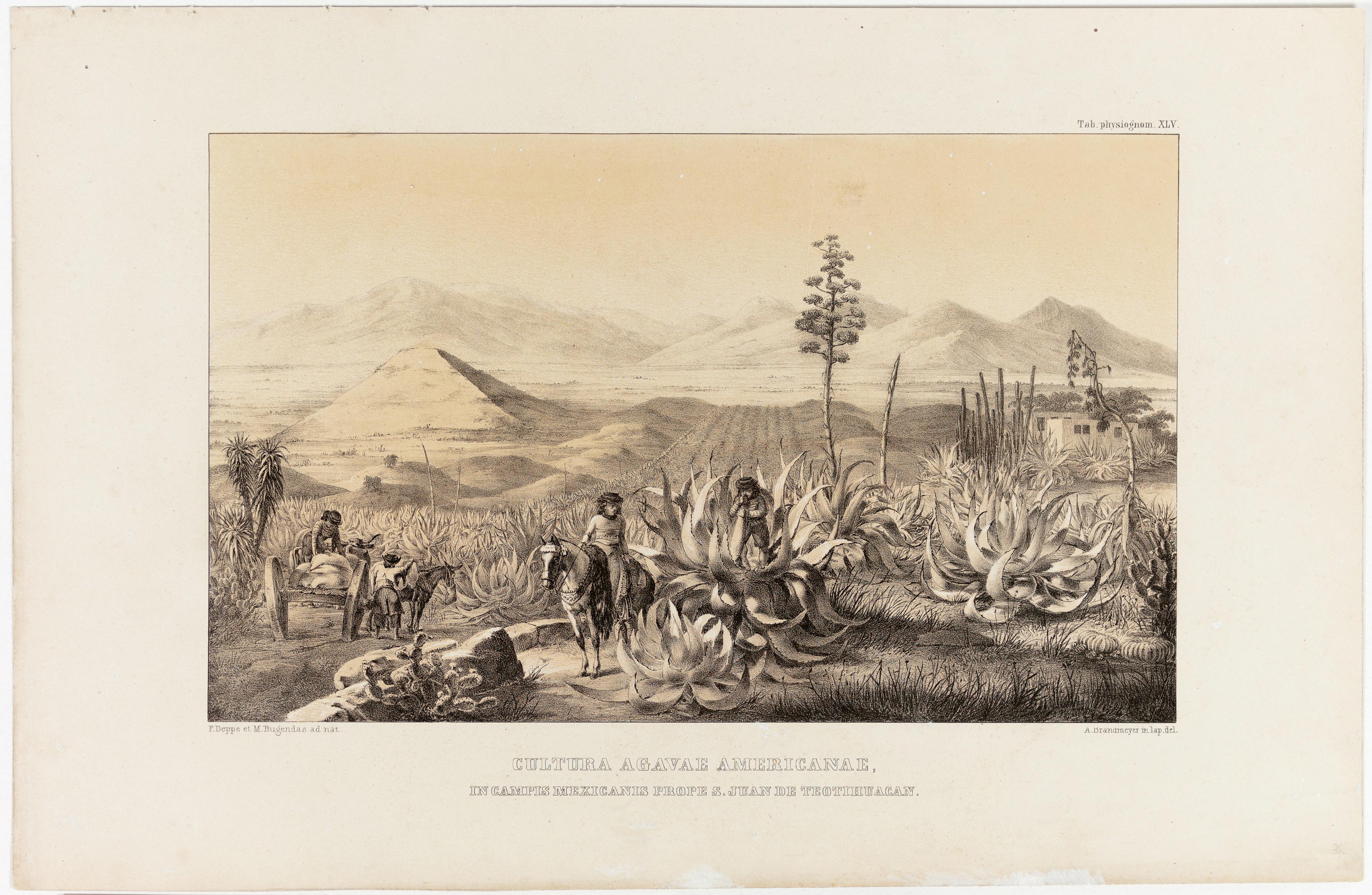 (Cultivo da agava americana (agave) em campos mexicanos de S. Juan de Teotihuacan)