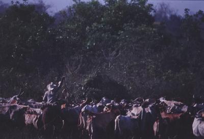 Boiadeiro conduz gado, rebanho