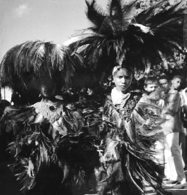 Bumba meu boi, festa popular