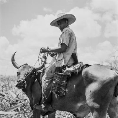 Caça de jacarés na Ilha Mexiana