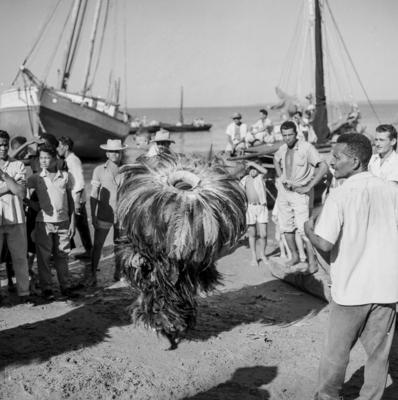 Bumba meu boi, festa popular