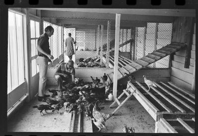 Galos usados para briga de galos