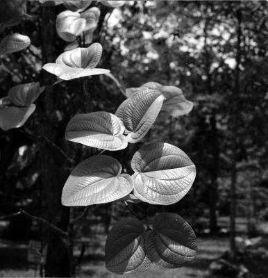 Flora do Jardim Botânico do Rio de Janeiro