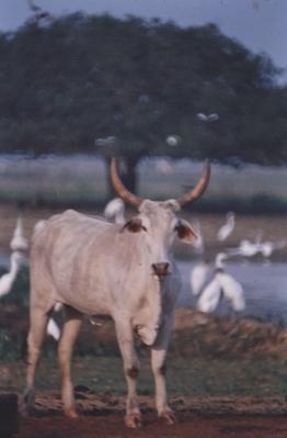 Gado e aves ao fundo