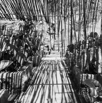 Funcionário do Sítio Burle Marx