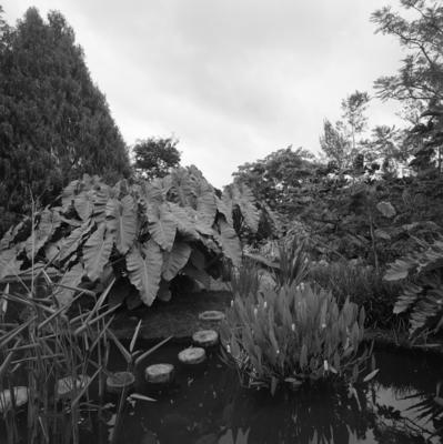 Residência de Carlos Somlo, projeto paisagístico de Burle Marx