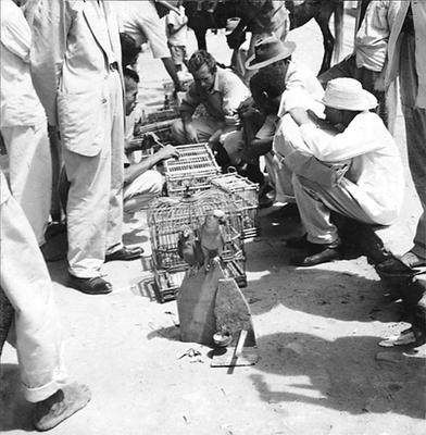 Feira dos Passarinhos