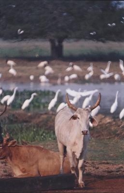 Gado e aves ao fundo
