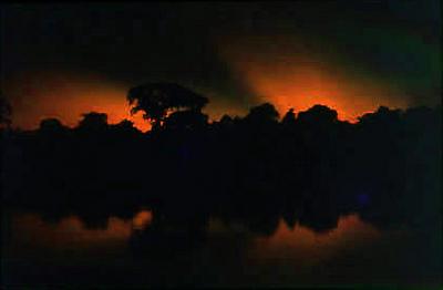 Série Amazonas - Vegetação