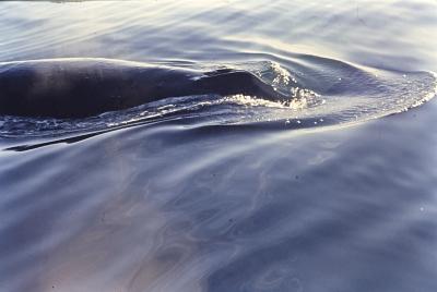 Aventuras de Igor na Antártida