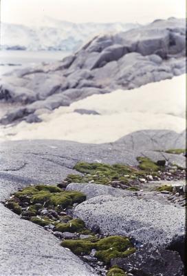 Aventuras de Igor na Antártida