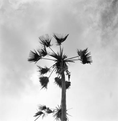 Extração e produção da Carnaúba