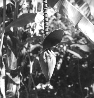 Flora no Sitio Burle Marx