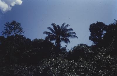 Expedição Pico da Neblina