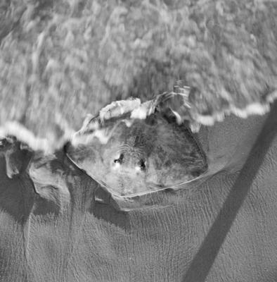 Jangadas e jangadeiros, arraia