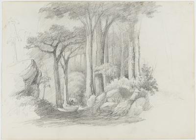 [Entrada de floresta]