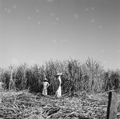 Lavoura canavieira, trabalhadores