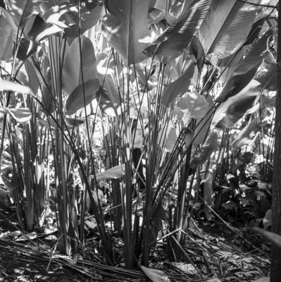 Flora no Sítio Burle Marx