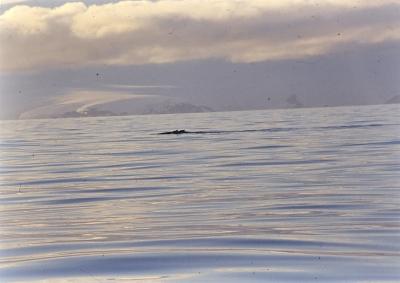 Aventuras de Igor na Antártida