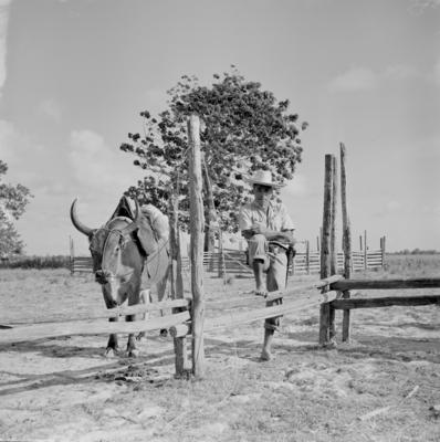 Vaqueiro - Ilha Mexiana