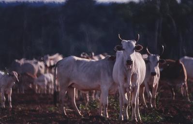 Gado - rebanho
