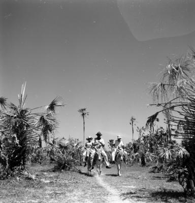 Extração e produção da Carnaúba