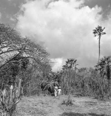 Extração e produção da Carnaúba