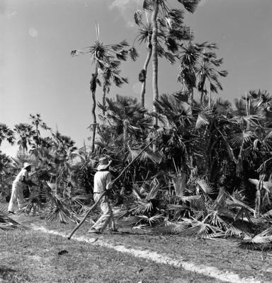 Extração e produção da Carnaúba