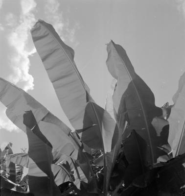 Paisagem com vegetação