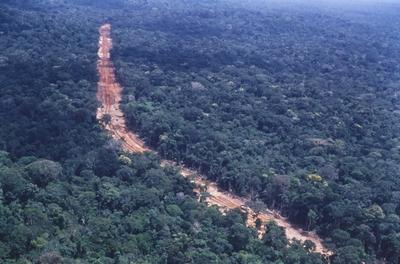 Vista aérea de estrada em meio à floresta