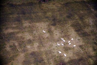 Vista aérea de gado, rebanho
