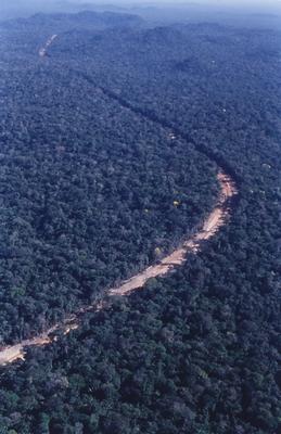 Vista aérea de estrada em meio à floresta