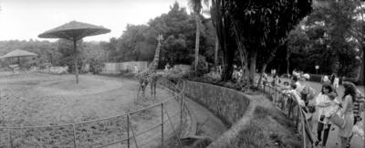 Girafas no Jardim Zoológico