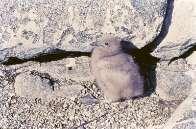 Aventuras de Igor na Antártida