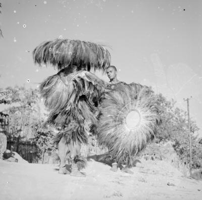 Bumba meu boi, festa popular