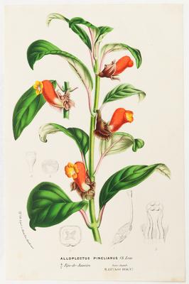 Alloplectus pinelianus Ch. Lem.