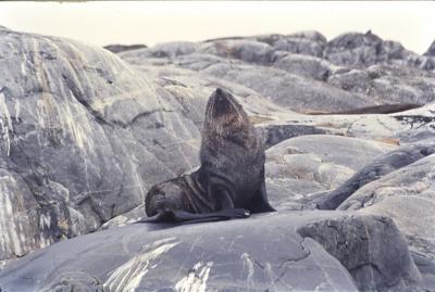 Aventuras de Igor na Antártida