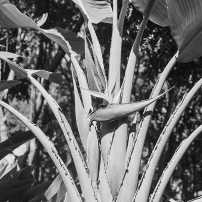 Flora no Sítio Burle Marx