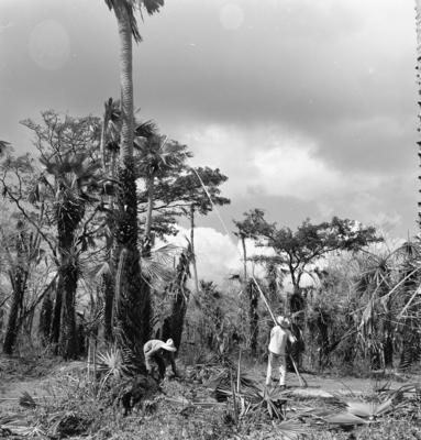 Extração e produção da Carnaúba