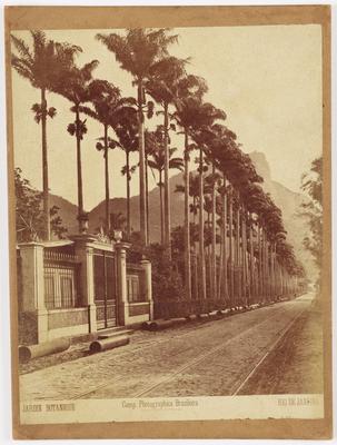 Aleia frontal de palmeiras do Jardim Botanico.