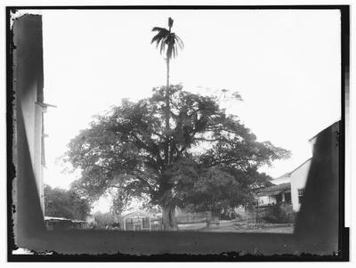 Ilha das Flores - Coqueiro e Mangueira