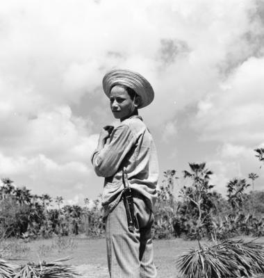 Extração e produção da Carnaúba